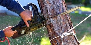 How Our Tree Care Process Works  in  Elizabethtown, NC